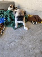 Jug Puppies for sale in 6502 High Spring Rd, Cheyenne, WY 82001, USA. price: $1,000