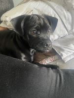 Jug Puppies for sale in Silver Spring, MD, USA. price: $300