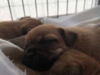 Jug Puppies for sale in Jacksonville, FL, USA. price: NA