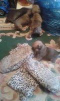 Jug Puppies for sale in Round Rock, TX, USA. price: NA