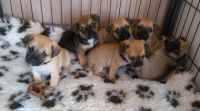 Jug Puppies for sale in Los Angeles, CA, USA. price: NA