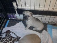 Jug Puppies for sale in Indianapolis, IN, USA. price: NA