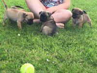 Jug Puppies for sale in Minneapolis, MN, USA. price: NA