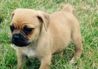 Jug Puppies for sale in San Antonio, TX, USA. price: NA
