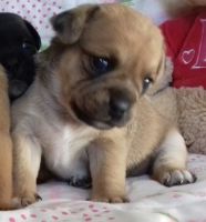 Jug Puppies for sale in Nashville, TN, USA. price: NA