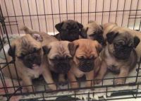 Jug Puppies for sale in Abilene, Houston, TX 77020, USA. price: NA