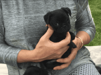 Jug Puppies for sale in Colorado Springs, CO, USA. price: NA