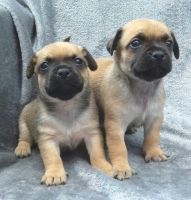 Jug Puppies for sale in 268 Bedford Ave, Brooklyn, NY 11211, USA. price: NA