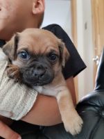 Jug Puppies for sale in Ohio Ave, Long Beach, NY 11561, USA. price: NA