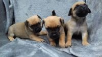 Jug Puppies for sale in Florida City, FL, USA. price: NA