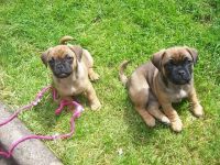 Jug Puppies for sale in New York County, New York, NY, USA. price: NA