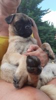 Jug Puppies for sale in Danvers, MA 01923, USA. price: NA
