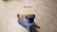 Jug Puppies for sale in Lancaster, PA, USA. price: NA