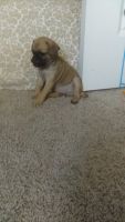 Jug Puppies for sale in Riverside County, CA, USA. price: NA