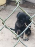 Kai Ken Puppies for sale in Thonotosassa, FL 33592, USA. price: NA