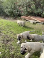 Kangal Dog Puppies for sale in Milpitas, CA 95035, USA. price: NA