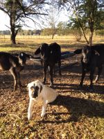 Kangal Dog Puppies for sale in Mt Pleasant, TX 75455, USA. price: NA