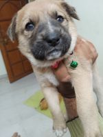 Kangal Dog Puppies for sale in Vaishali Nagar, Bhopal, Madhya Pradesh, India. price: 20000 INR
