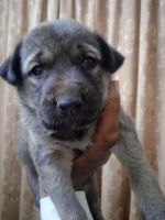 Kangal Dog Puppies for sale in Vaishali Nagar, Bhopal, Madhya Pradesh, India. price: 25000 INR