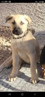 Kangal Dog Puppies for sale in 1107 Cadiz Ave, Henderson, NV 89015, USA. price: NA