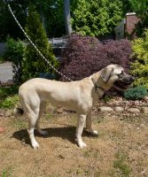 Kangal Dog Puppies for sale in New Haven, CT 06517, USA. price: NA