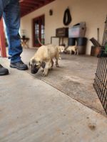 Kangal Dog Puppies for sale in Apache Junction, AZ, USA. price: NA