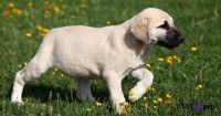Kangal Dog Puppies for sale in 12, Dharmatala Rd, Belur, Bally, Howrah, West Bengal 711201, India. price: 22,222 INR