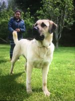 Kangal Dog Puppies for sale in Blaine, KY 41124, USA. price: $200