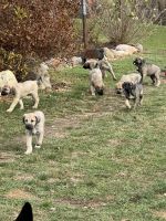 Kangal Dog Puppies for sale in Chelsea, MI 48118, USA. price: $450