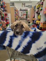 Kangal Dog Puppies for sale in Lodi, CA, USA. price: $1,100