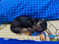 Kanni Puppies for sale in Chennai, Tamil Nadu, India. price: 70008000 INR