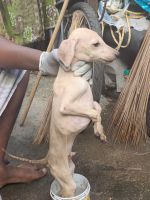 Kanni Puppies for sale in Nungambakkam Railway Station, Railway Border Rd, Choolaimedu, Chennai, Tamil Nadu 600094, India. price: 10000 INR