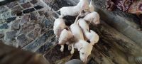 Kanni Puppies for sale in Avadi, Tamil Nadu, India. price: 8000 INR