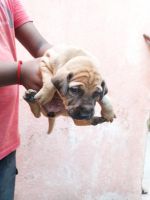 Kanni Puppies for sale in Navalur, Tamil Nadu 600130, India. price: 10000 INR
