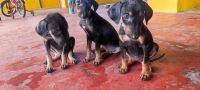 Kanni Puppies for sale in Avadi, Tamil Nadu, India. price: 5000 INR