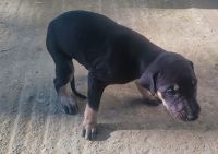 Kanni Puppies for sale in Karuppur, Tamil Nadu 636012, India. price: 7500 INR