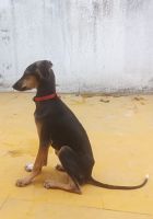 Kanni Puppies for sale in Namakkal, Tamil Nadu, India. price: 3,500 INR