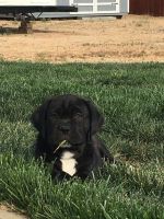 Kanni Puppies for sale in Apple Valley, CA 92308, USA. price: NA