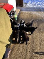 Karelian Bear Dog Puppies for sale in Willow, AK 99688, USA. price: $800