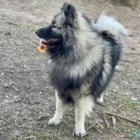 Keeshond Puppies for sale in Wright, AR 72168, USA. price: NA