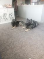 Keeshond Puppies for sale in Marysville, MI, USA. price: NA