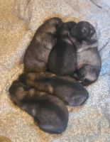 Keeshond Puppies for sale in Logan, Ohio. price: $2,200