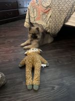 Keeshond Puppies for sale in Cypress, Texas. price: $4,000
