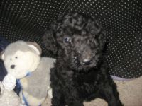 Kerry Blue Terrier Puppies for sale in Harrison, SD 57344, USA. price: NA