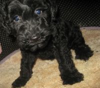 Kerry Blue Terrier Puppies for sale in Harrison, SD 57344, USA. price: $1,200