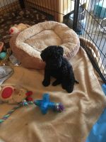 Kerry Blue Terrier Puppies for sale in Merrick, NY, USA. price: NA