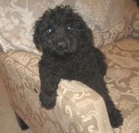 Kerry Blue Terrier Puppies for sale in CA-111, Rancho Mirage, CA 92270, USA. price: NA