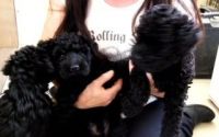 Kerry Blue Terrier Puppies for sale in California St, San Francisco, CA, USA. price: NA
