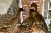 Khaki Campbell Duck Birds for sale in Pearland, TX, USA. price: NA