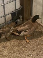 Khaki Campbell Duck Birds for sale in Terril, IA 51364, USA. price: $40